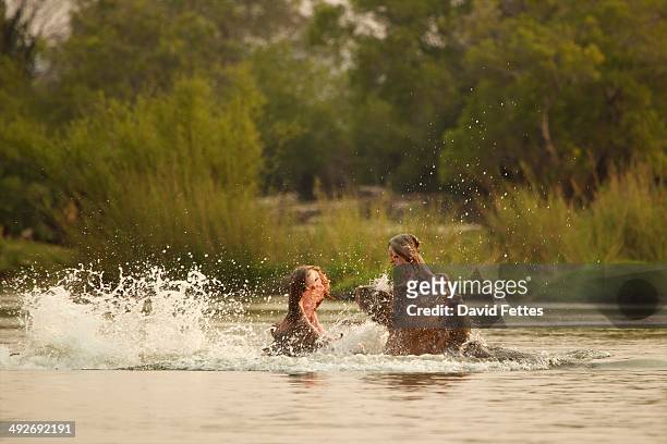 hippopotamus - hippopotamus amphibius - fighting in zambezi river - zambezi river stock pictures, royalty-free photos & images
