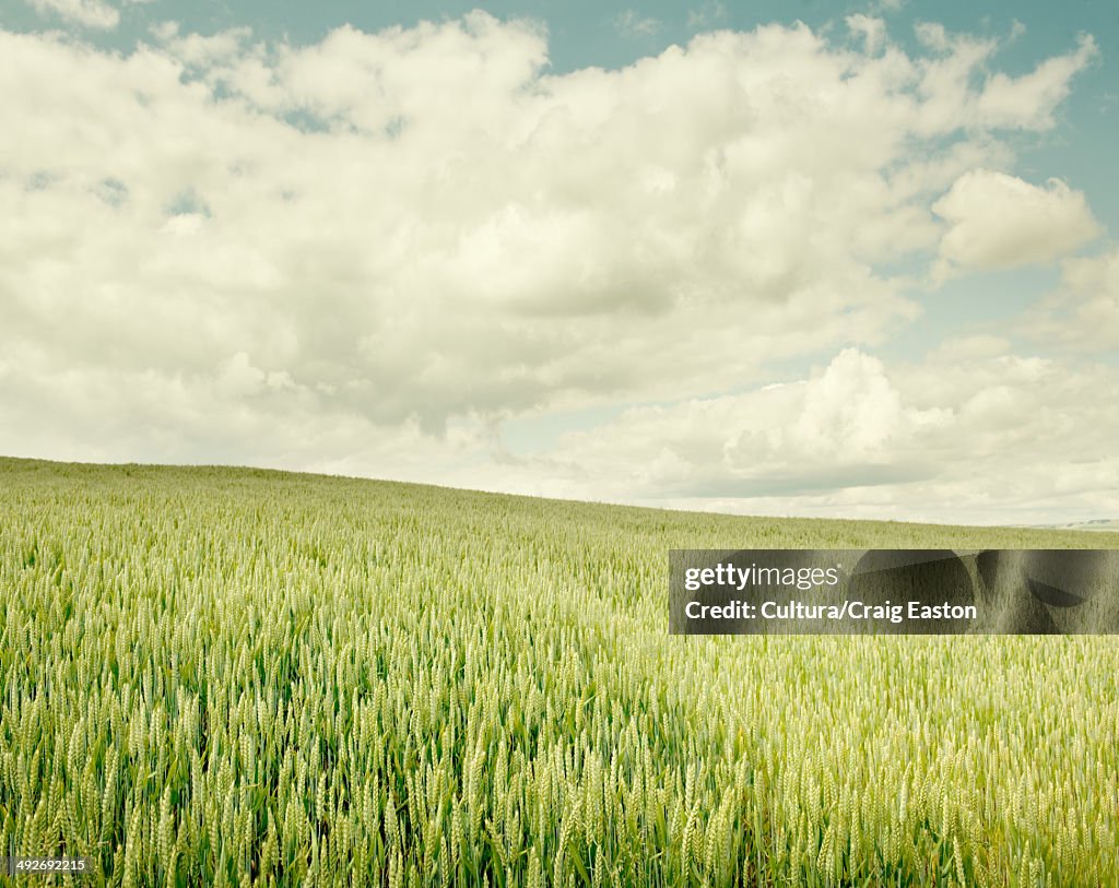 A wheat field on a summer's day