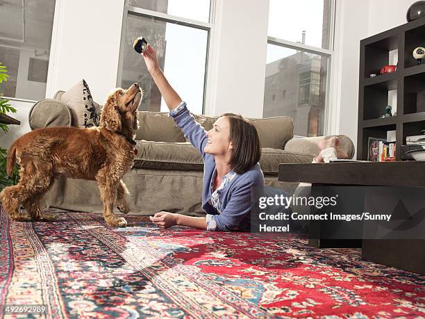 mid adult woman teching pet dog in living room - teching imagens e fotografias de stock