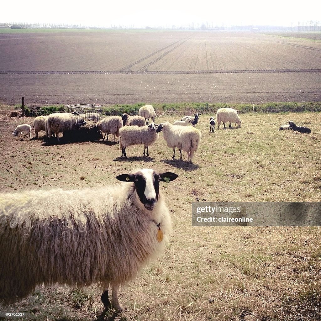 Flock of sheep on pasture