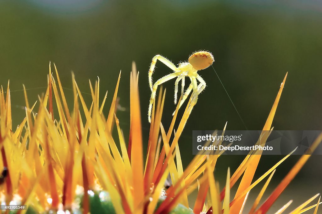 Crab Spider on top of cactus