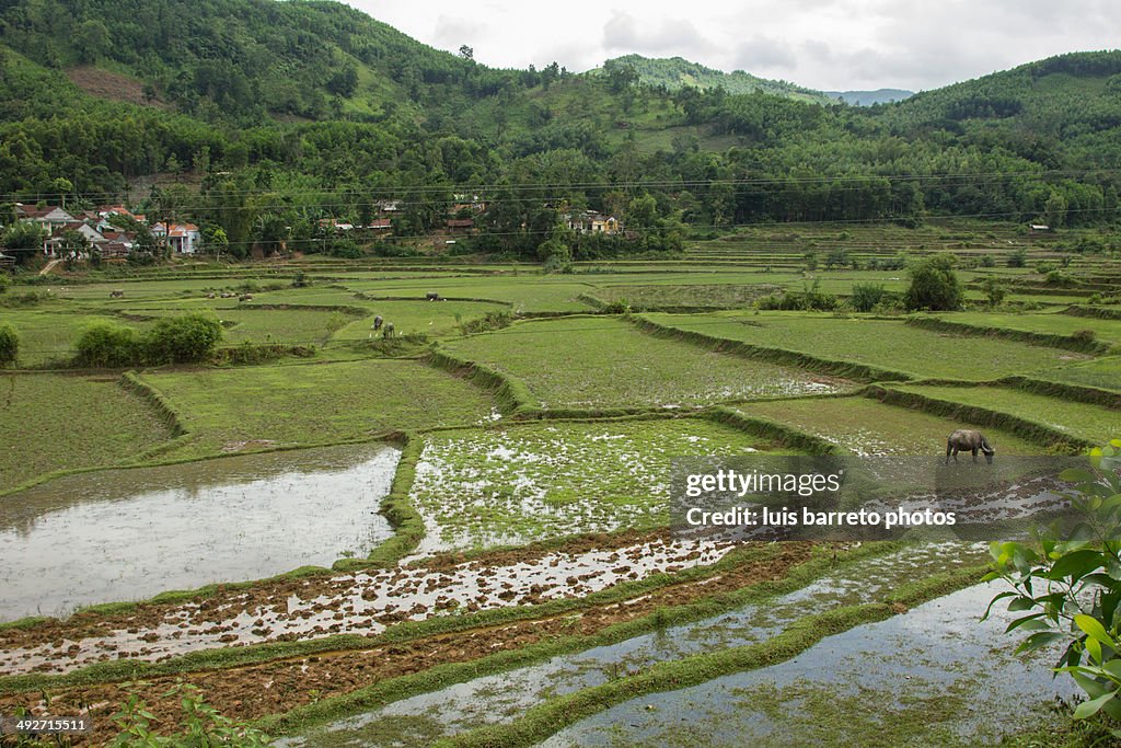 Vietnam, Reisfelder