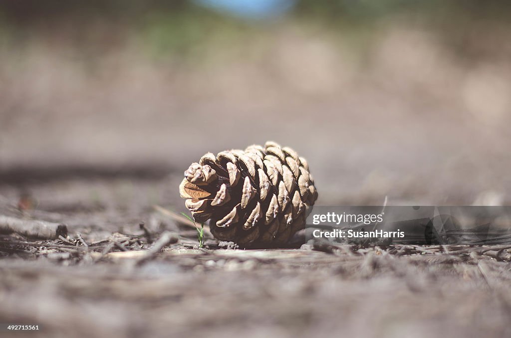 Close-up of Pine Cone