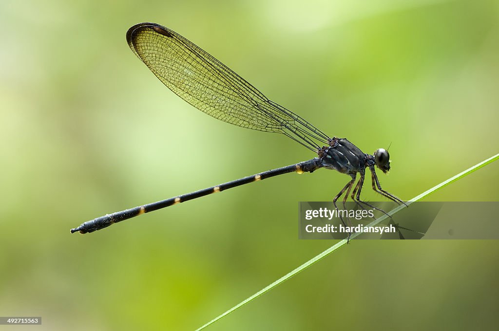 Indonesien, Westkalimantan, Bengkayang, Bambus-Tail-Libelle