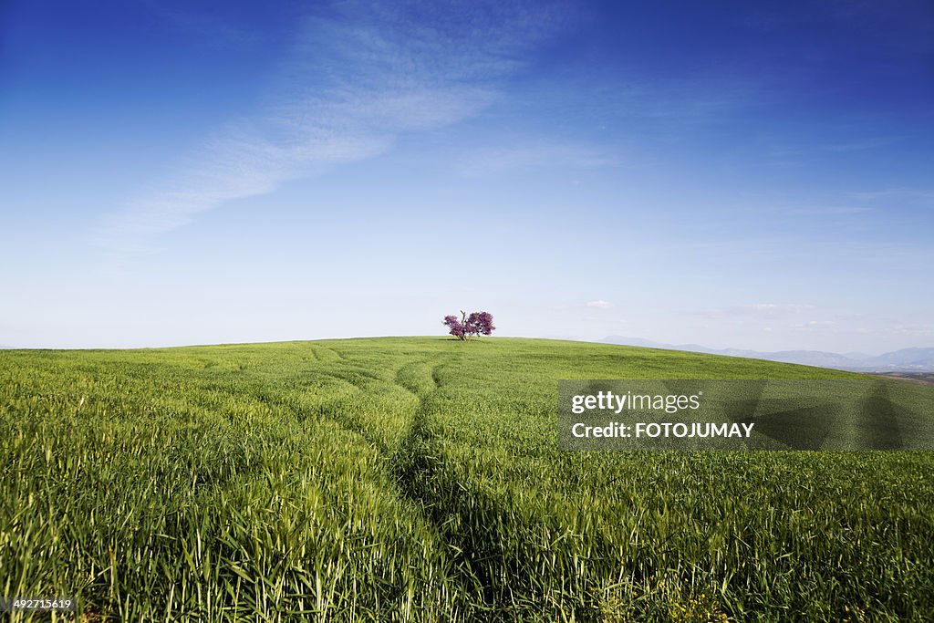 Espanha, rosa árvore no meio de Campo Verde