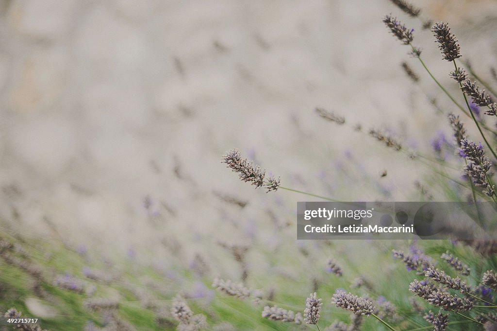 França, Provence, detalhe de Lavanda