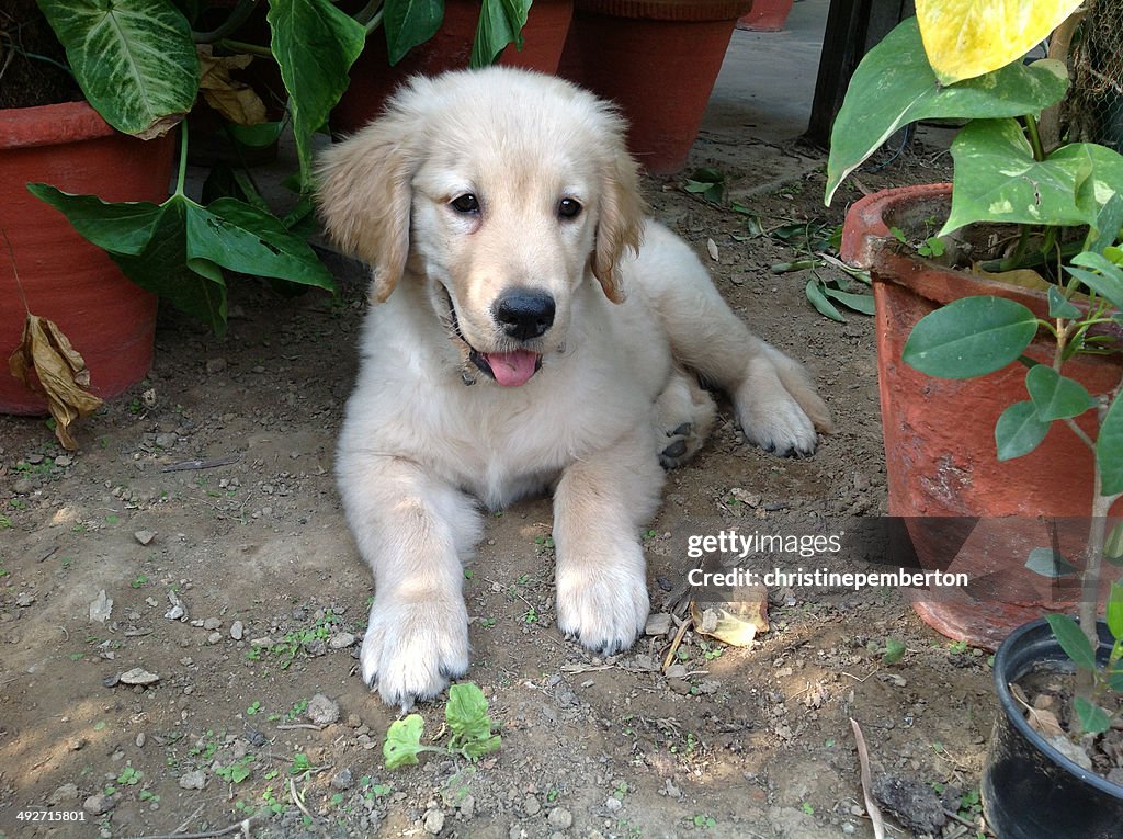 Nueva Delhi, India, Golden Retriever cachorro descansar en el jardín