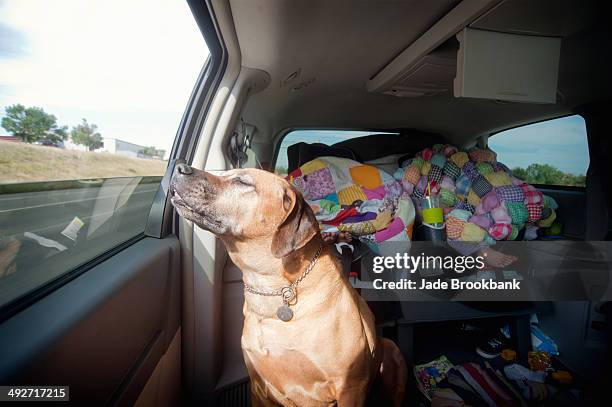 dog in car back seat enjoying journey - selective focus imagens e fotografias de stock