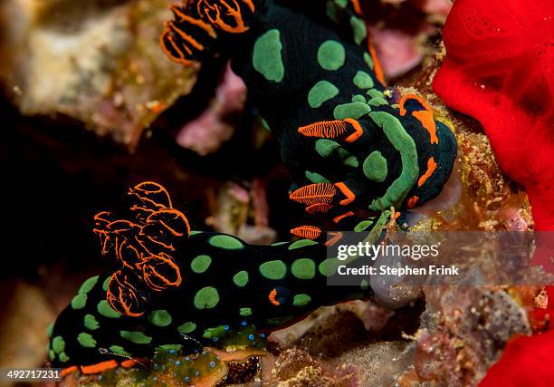 pair of nudibranchs. - south pacific ocean stock pictures, royalty-free photos & images