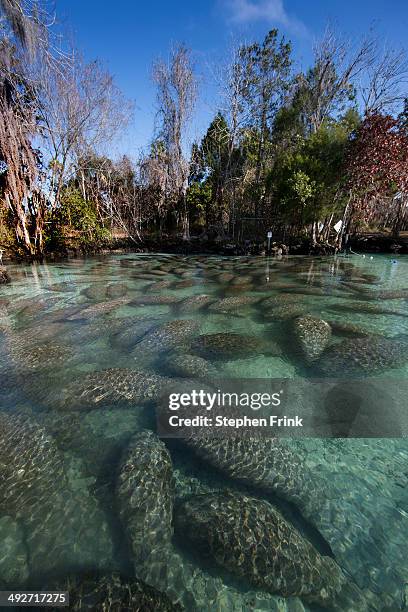 aggregation of florida manatees. - floridamanat bildbanksfoton och bilder