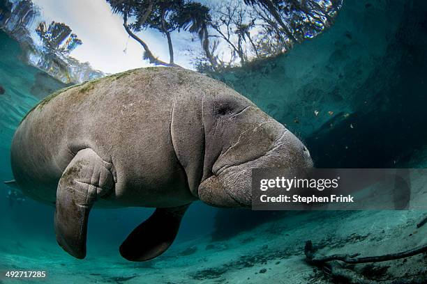 submerged manatee. - manatee stock-fotos und bilder