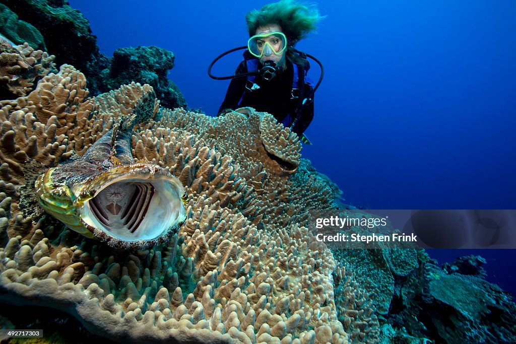 Intimidating Crocodilefish.