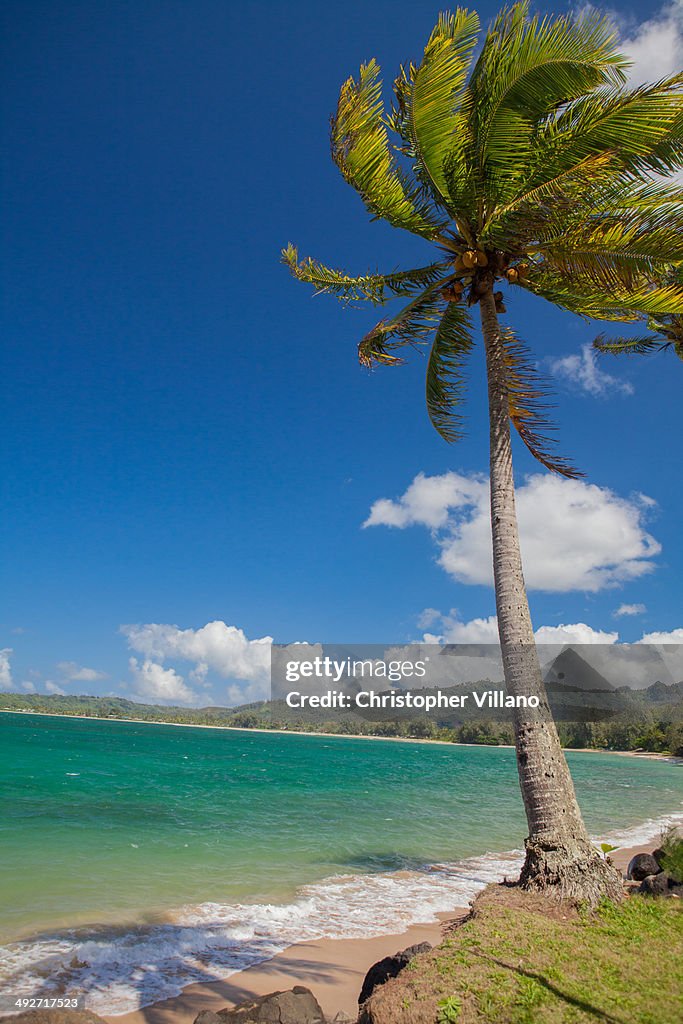 Palm tree in breeze, Kaua'i, Hawaii, USA