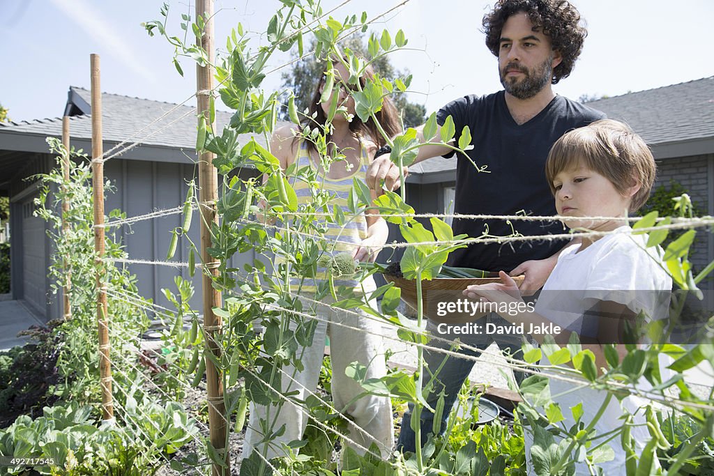 Family with one boy harvesting peas in garden