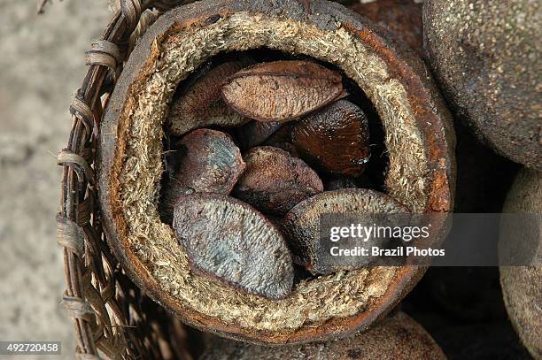 Brazil nut detail, sustainable developmnet, Amazon rain forest, Brazil.