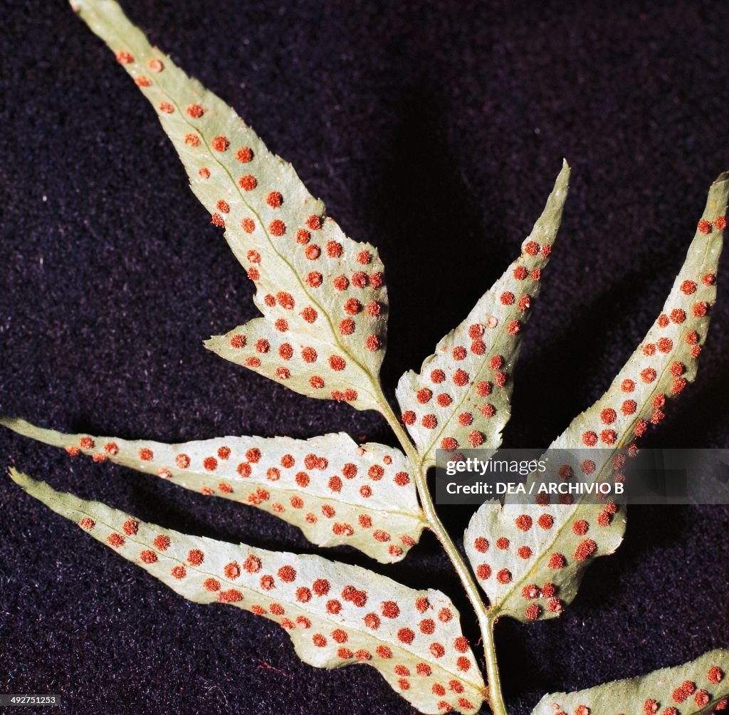 Spores...
