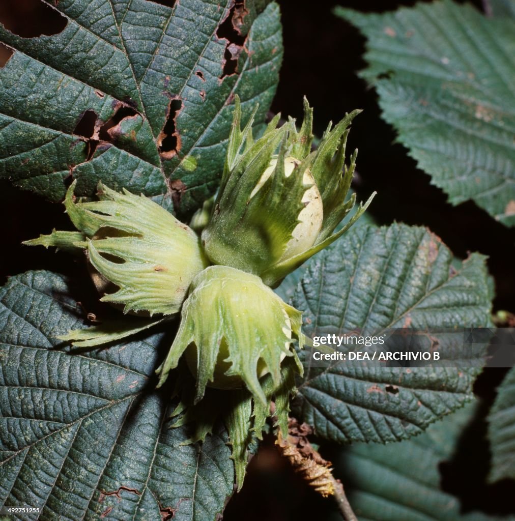 Hazelnuts (Corylus avellana), Betulaceae...