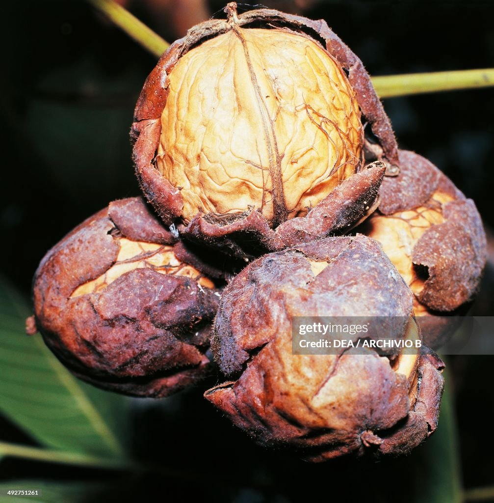 Walnut in husk, fruit of Persian Walnut...