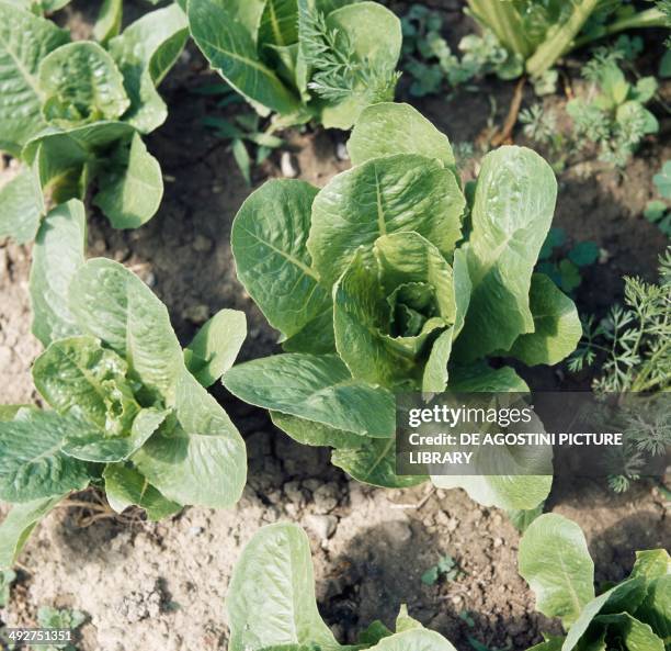 Romaine Lettuce , Asteraceae.