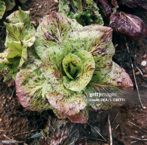 Variegated Radicchio from Castelfranco Veneto, Common Chicory variety , Asteraceae, PGI product .