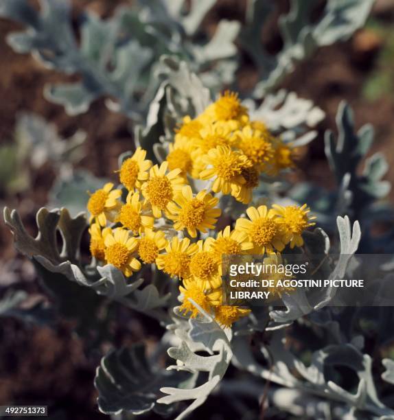 Silver Ragwort , Asteraceae.