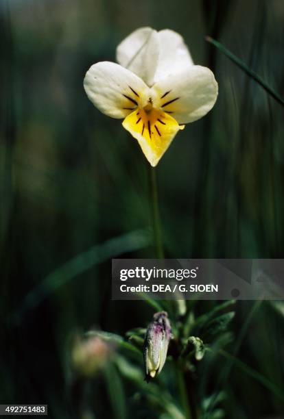 Wild pansy , Violaceae.