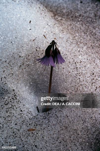 Alpine Snowbell (Soldanella alpina)..., Nachrichtenfoto