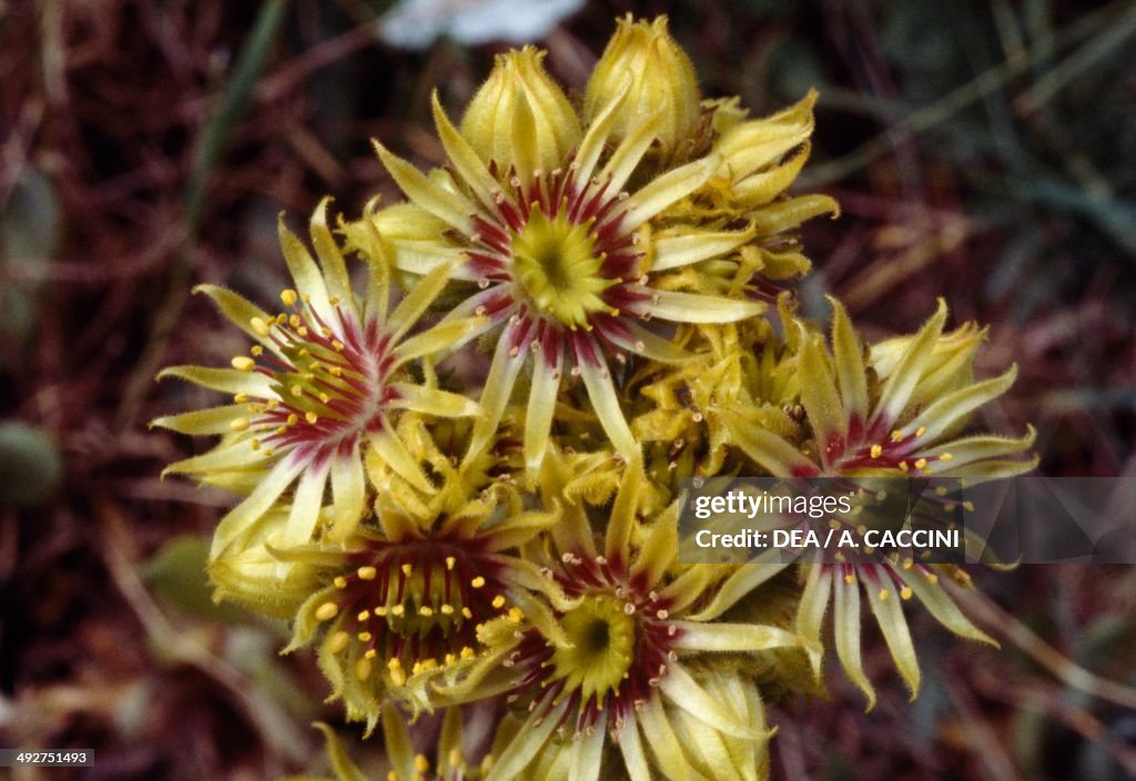 Wulfen's Houseleek (Sempervivum wulfenii)...