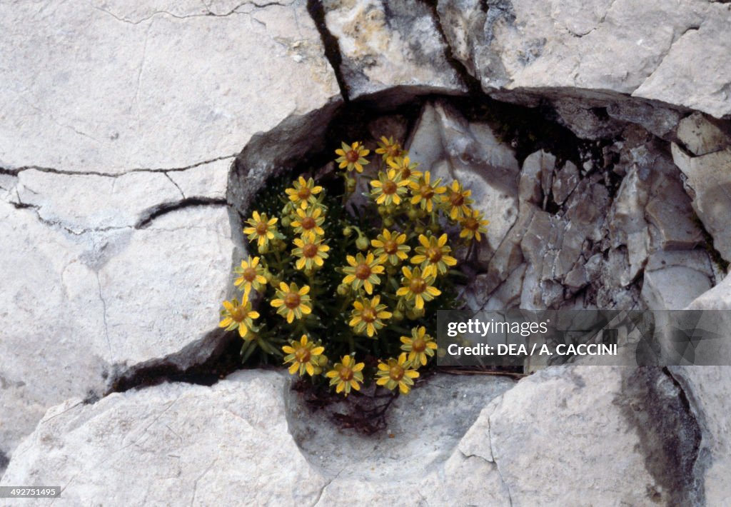 Yellow Mountain Saxifrage or Yellow Saxifrage...