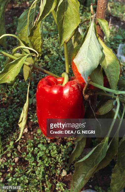Sweet Pepper, Quadrato d'Asti variety , Solanaceae.