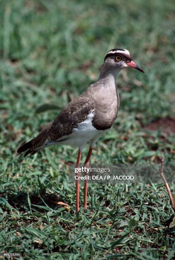 Crowned lapwing or Crowned plover, Charadriidae