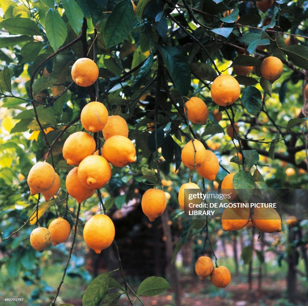 Lemons, Rutaceae