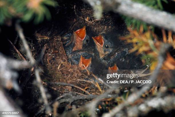 Hedge sparrow or Dunnock chicks in the nest , Prunellidae.