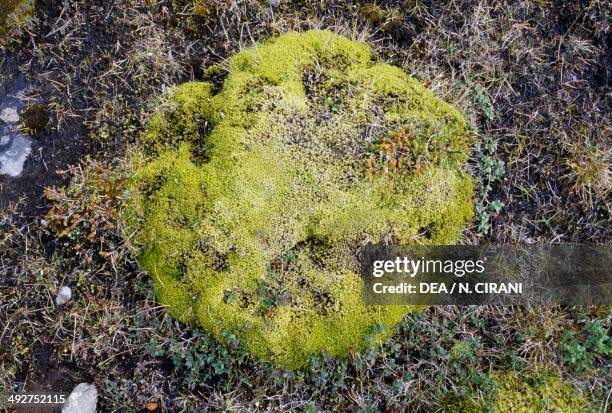 Mosses and lichens, tundra, Iceland.