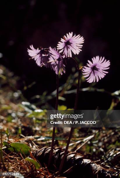 Alpine Snowbell (Soldanella alpina)..., Nachrichtenfoto