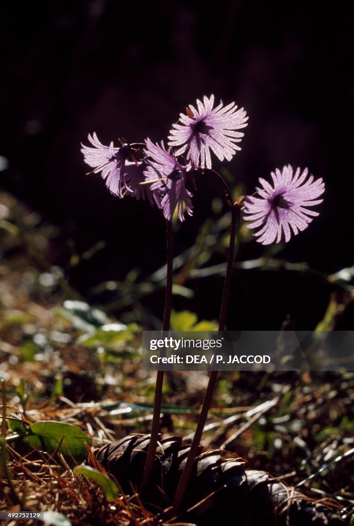 Alpine Snowbell (Soldanella alpina)...
