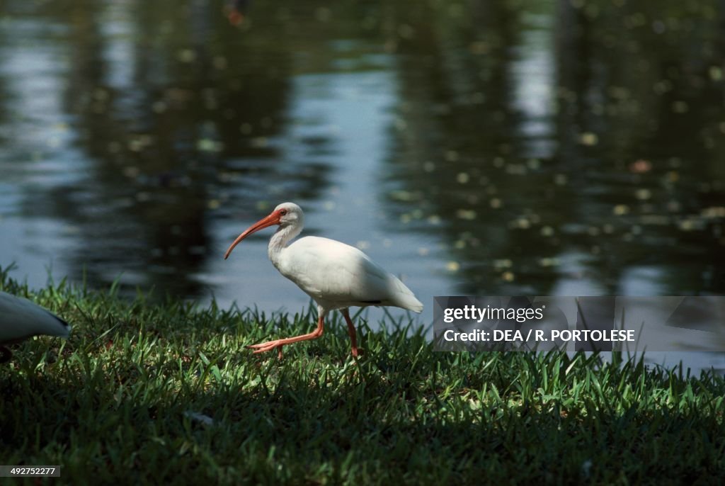 Glossy ibis (Plegadis falcinellus)...