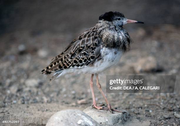 Goffered Ruff 32,196 Ruff Stock Photos, High-Res Pictures, and Images - Getty Images
