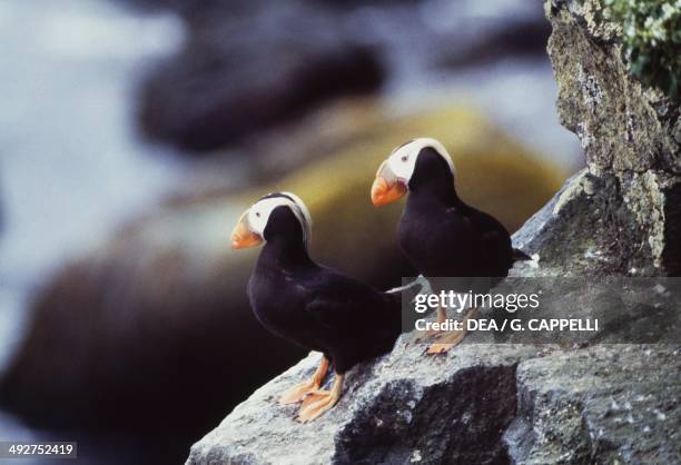 Tufted puffins or Crested puffins , Alcidae.