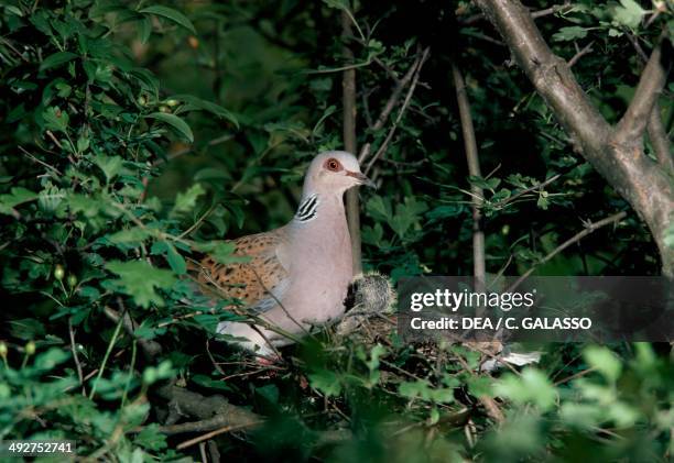 European turtle dove or Turtle dove , Columbidae.