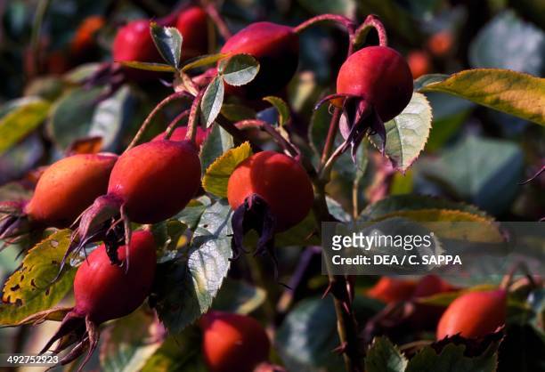 Sweet briar or Eglantine rose , Rosaceae.
