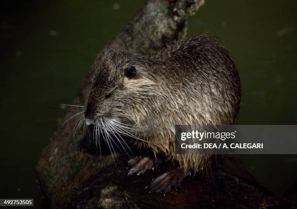 River Rats Vs Rats River Rat Photos and Premium High Res Pictures - Getty Images