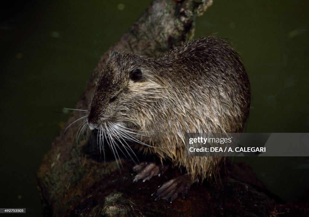 Coypu...