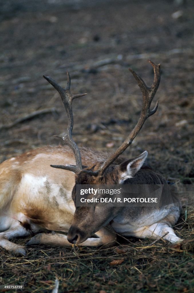 Red deer (Cervus elaphus)...