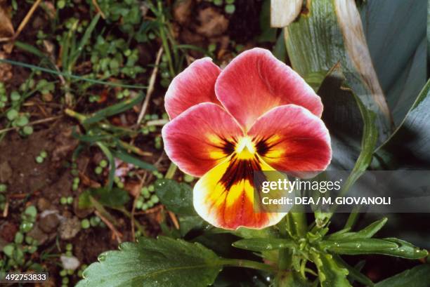 Wild pansy , Violaceae.