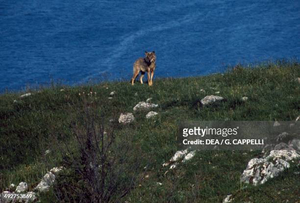 Italian Wolf or Apennine wolf , Canidae.