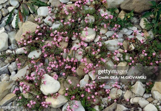 Rock Soapwort or Tumbling Ted , Caryophyllaceae.