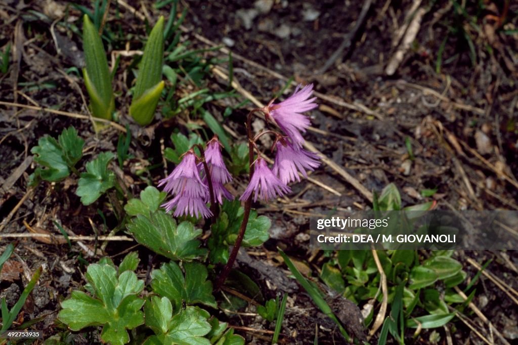 Alpine Snowbell (Soldanella alpina)...