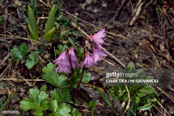 Alpine Snowbell (Soldanella alpina)..., News Photo