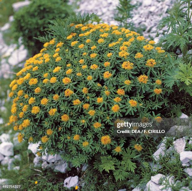 Common Roseroot Roseroot Photos and Premium High Res Pictures - Getty Images